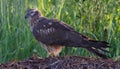 MontaguÃ¢â¬â¢s harrier female sits on hay stack